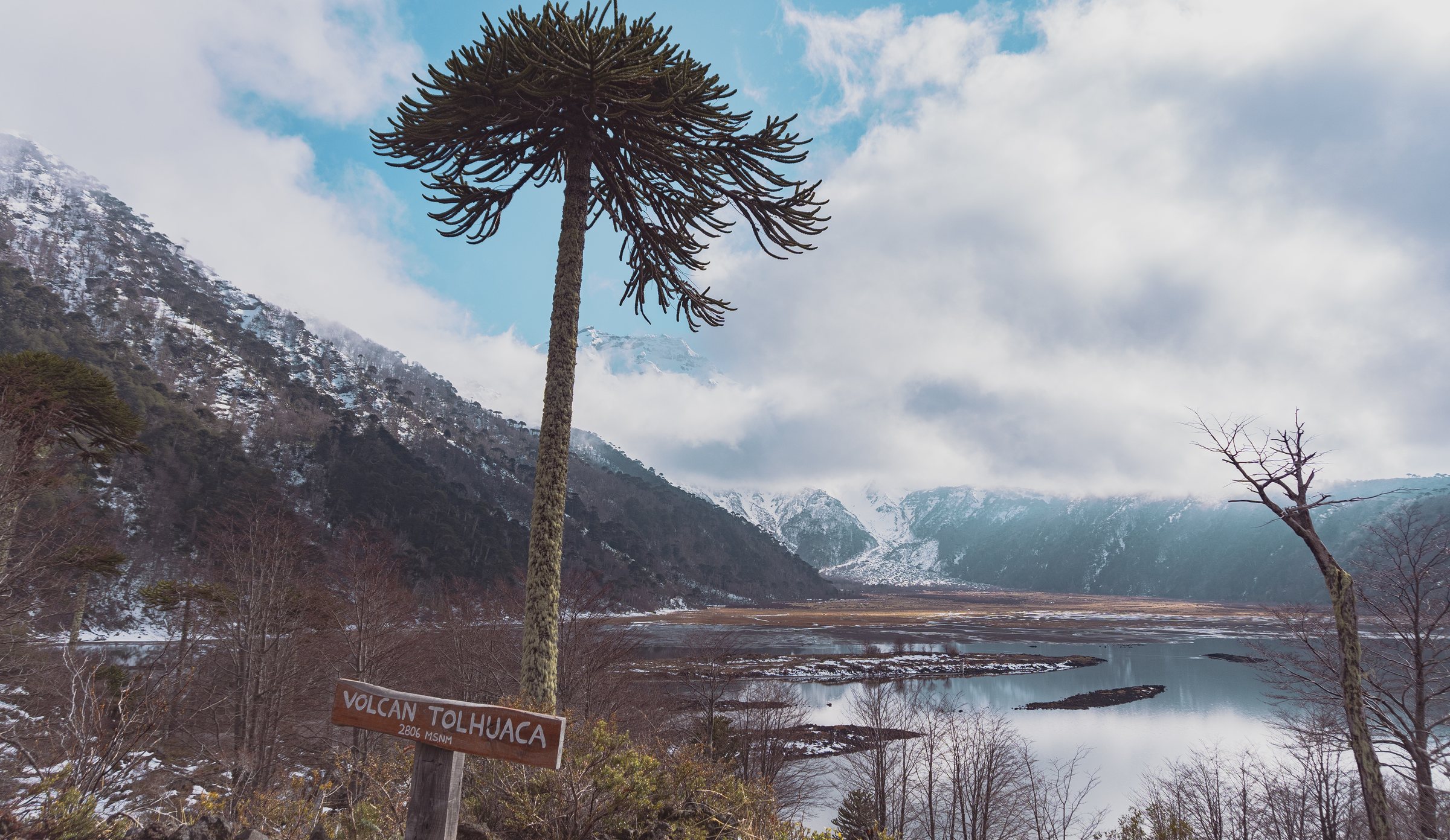 Araucaria frente a una laguna y un paisaje montañoso nevado