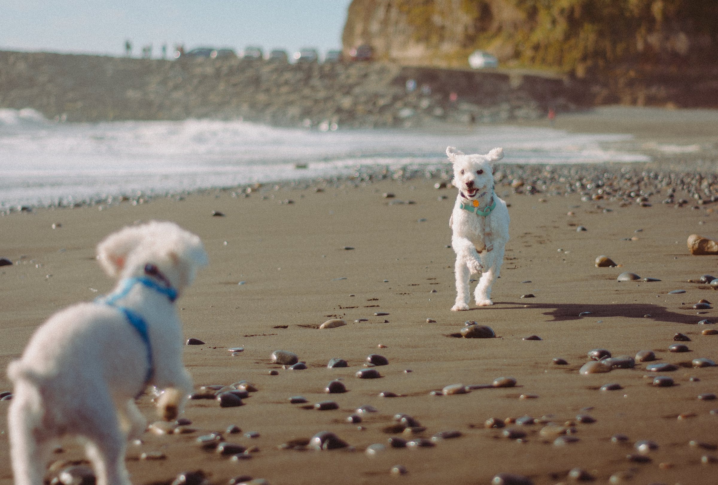 Dos perros corriendo y jugando en la playa