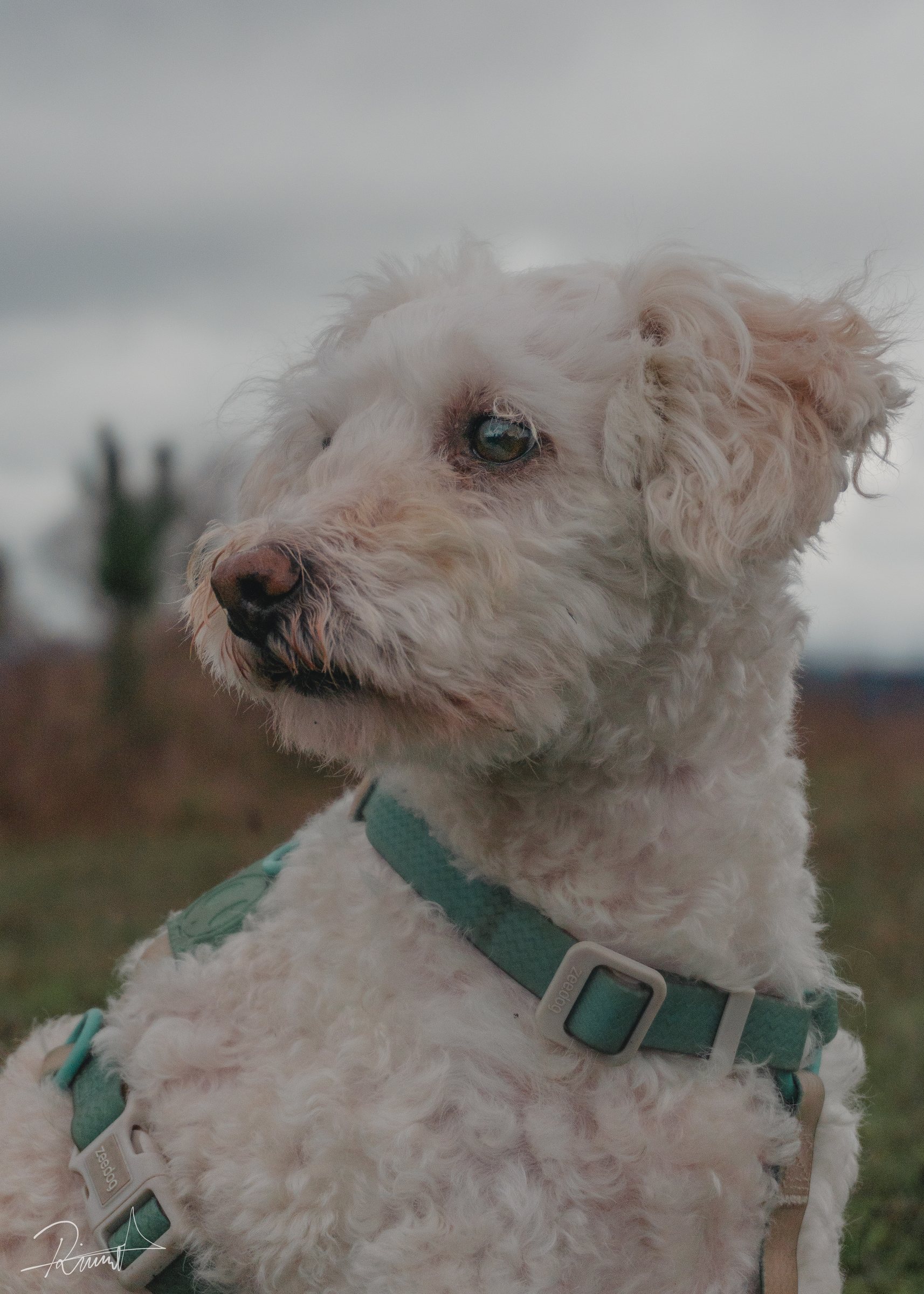 Retrato cercano de un perro blanco al aire libre